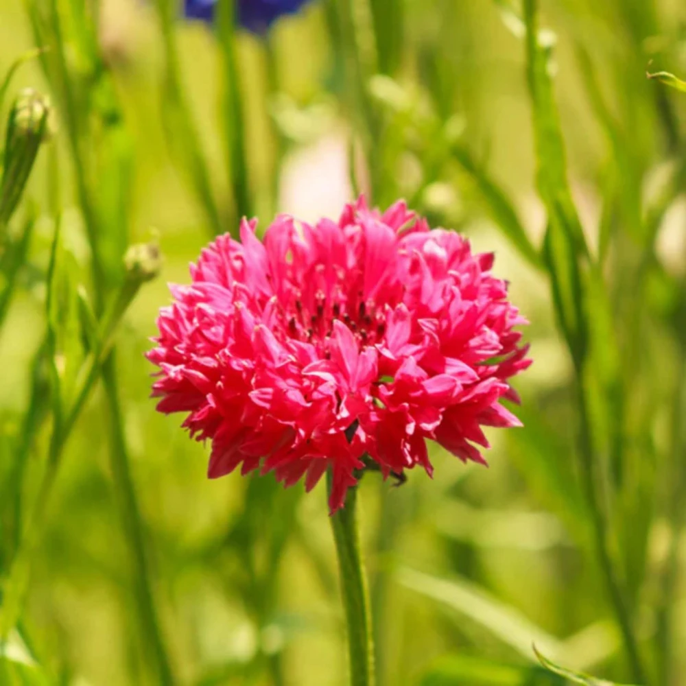 Tall Red Cornflower Seeds - Bachelor Button Red Wildflower - 30 Seeds Annual - Image 15
