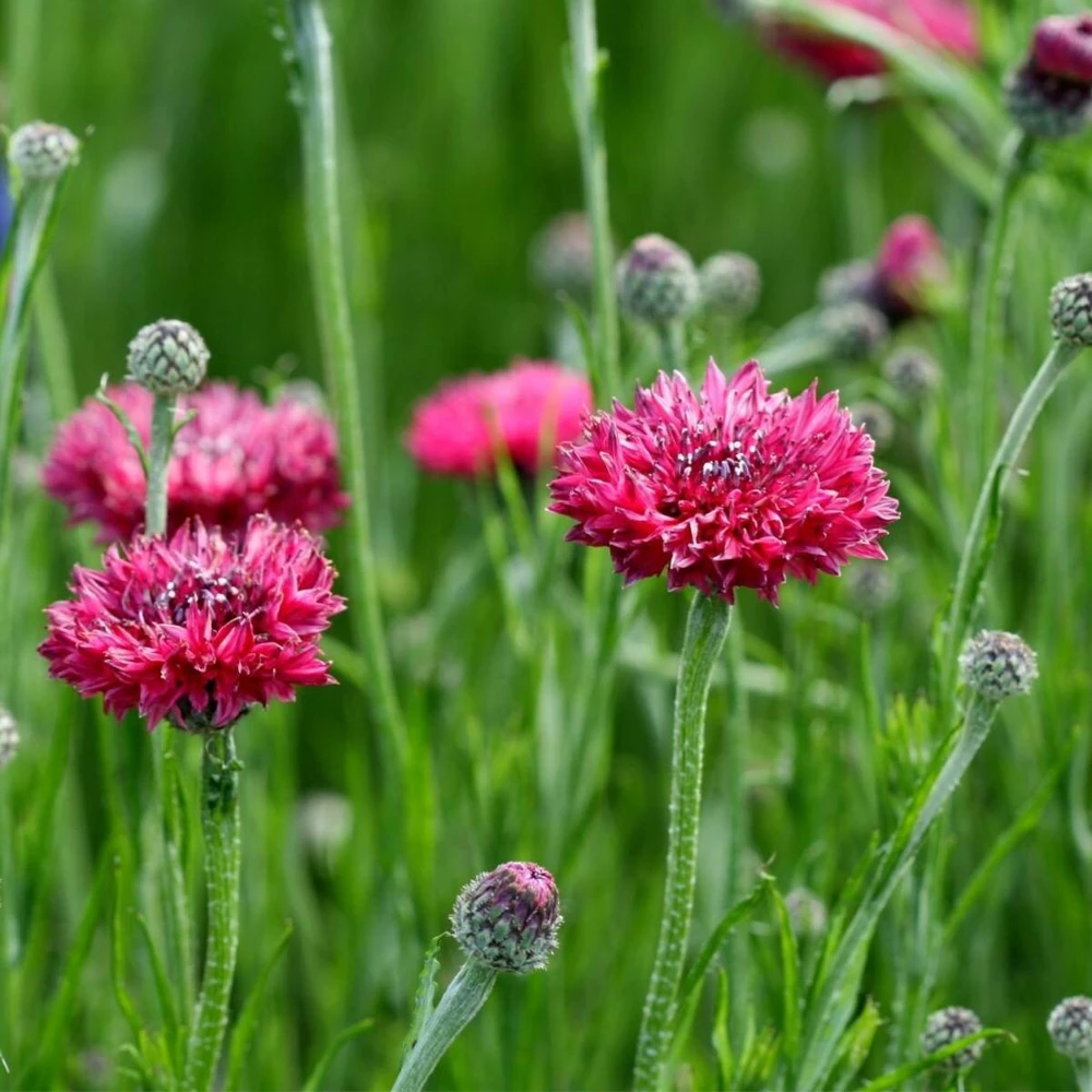 Tall Red Cornflower Seeds - Bachelor Button Red Wildflower - 30 Seeds Annual - Image 2