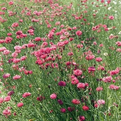 Tall Red Cornflower Seeds - Bachelor Button Red Wildflower - 30 Seeds Annual - Image 3