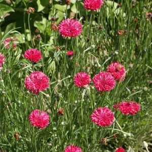 Tall Red Cornflower Seeds - Bachelor Button Red Wildflower - 30 Seeds Annual - Image 4