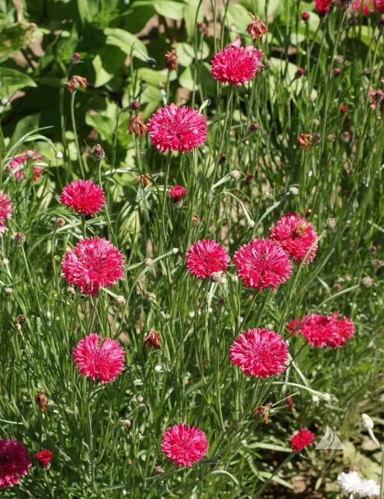 Tall Red Cornflower Seeds - Bachelor Button Red Wildflower - 30 Seeds Annual - Image 4