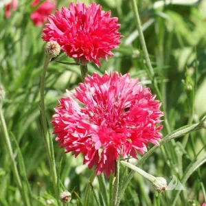 Tall Red Cornflower Seeds - Bachelor Button Red Wildflower - 30 Seeds Annual - Image 5