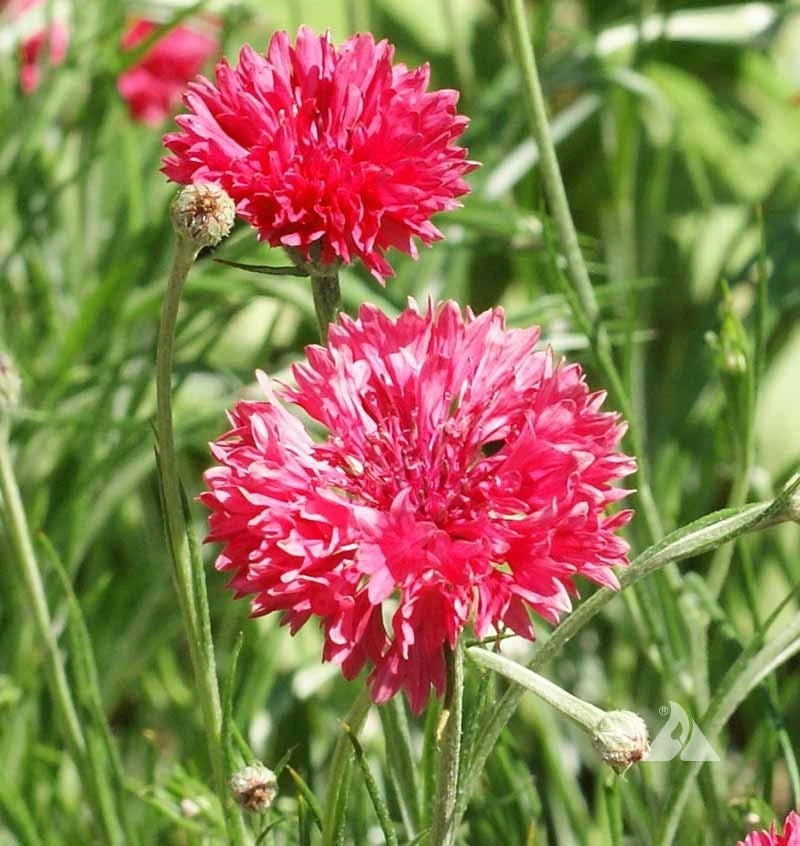 Tall Red Cornflower Seeds - Bachelor Button Red Wildflower - 30 Seeds Annual - Image 5