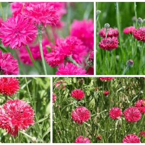 Tall Red Cornflower Seeds - Bachelor Button Red Wildflower - 30 Seeds Annual - Image 6