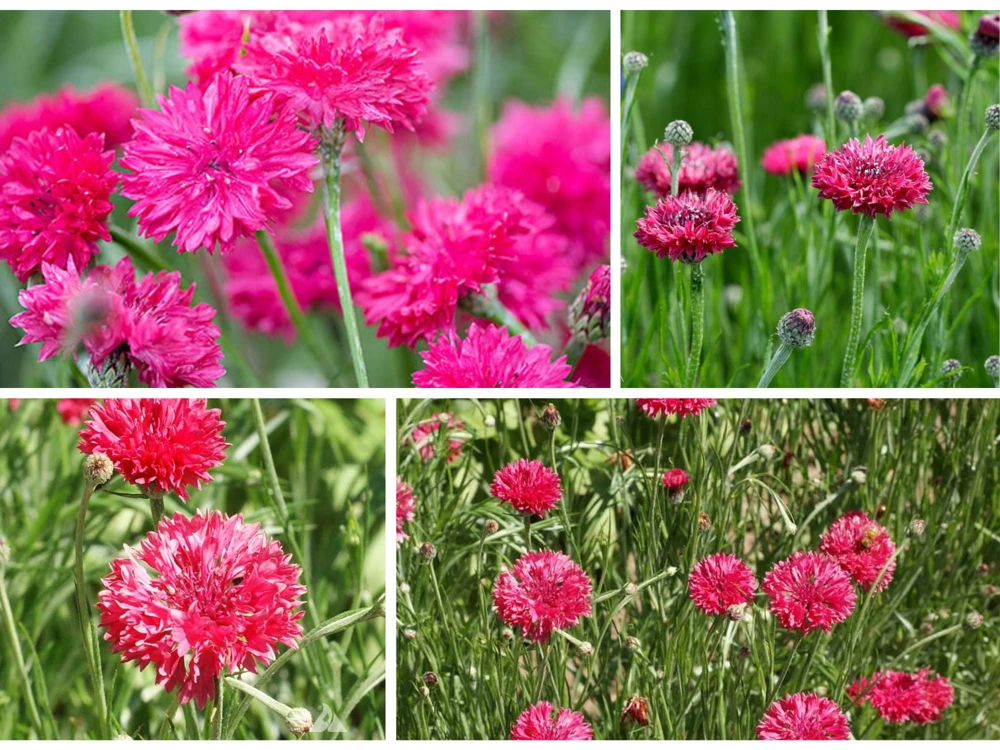 Tall Red Cornflower Seeds - Bachelor Button Red Wildflower - 30 Seeds Annual - Image 6