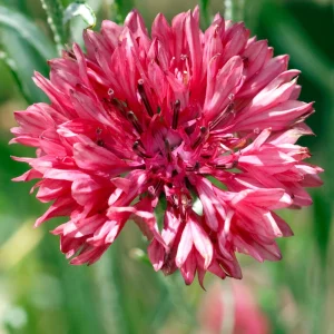 Tall Red Cornflower Seeds - Bachelor Button Red Wildflower - 30 Seeds Annual - Image 7