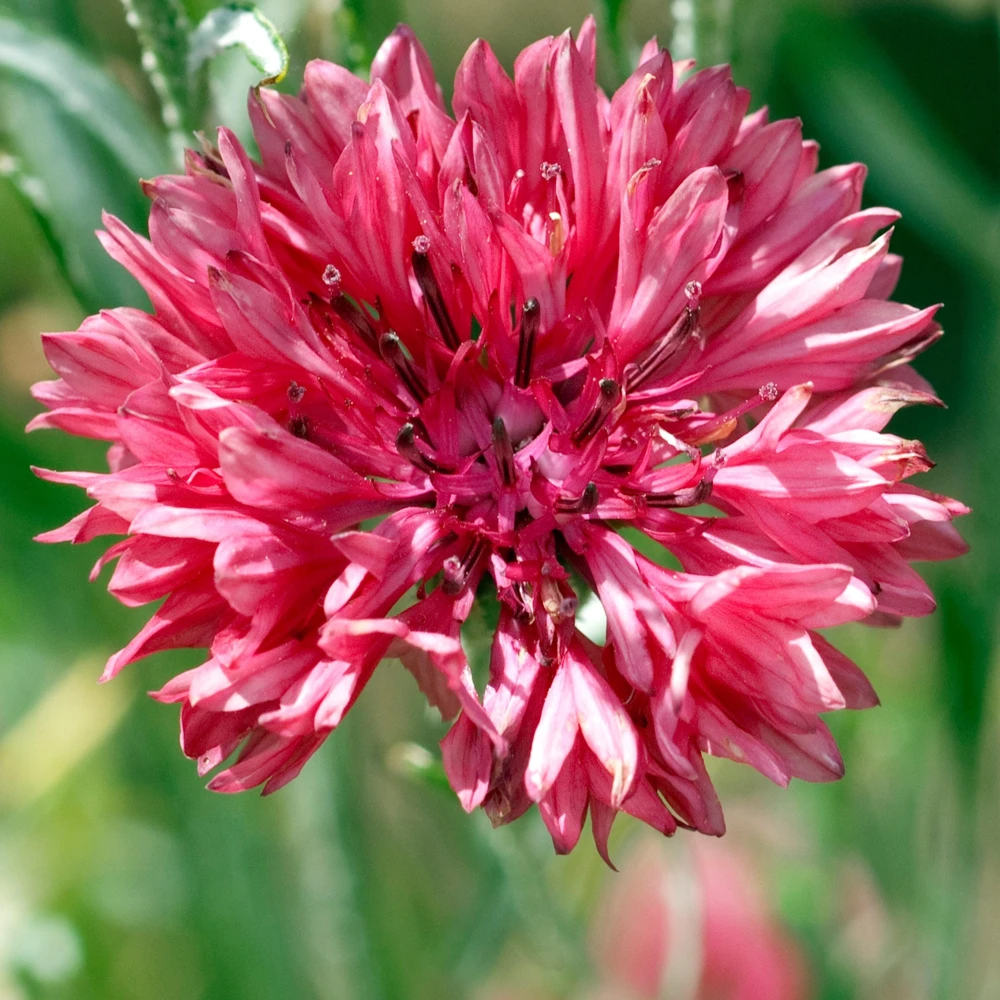 Tall Red Cornflower Seeds - Bachelor Button Red Wildflower - 30 Seeds Annual - Image 7