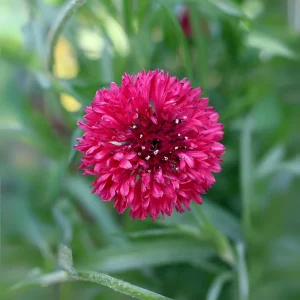 Tall Red Cornflower Seeds - Bachelor Button Red Wildflower - 30 Seeds Annual - Image 8