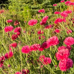 Tall Red Cornflower Seeds - Bachelor Button Red Wildflower - 30 Seeds Annual - Image 9