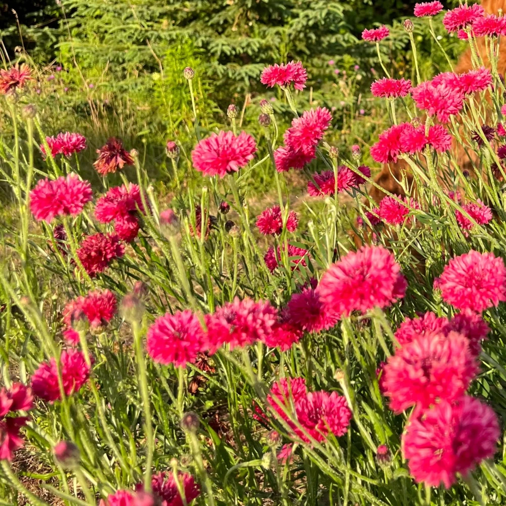 Tall Red Cornflower Seeds - Bachelor Button Red Wildflower - 30 Seeds Annual - Image 9