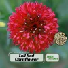 Tall Red Cornflower Seeds - Bachelor Button Red Wildflower - 30 Seeds Annual - Image 1