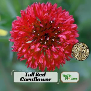 Tall Red Cornflower Seeds - Bachelor Button Red Wildflower - 30 Seeds Annual - Image 1