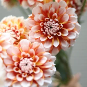 Tangerine Dream Dahlia Seeds - 40 Count - Pollinator Friendly, Heirloom Flower Seeds - Image 10