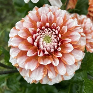 Tangerine Dream Dahlia Seeds - 40 Count - Pollinator Friendly, Heirloom Flower Seeds - Image 11