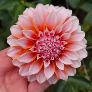 Tangerine Dream Dahlia Seeds - 40 Count - Pollinator Friendly, Heirloom Flower Seeds - Image 12