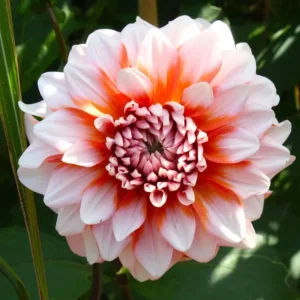 Tangerine Dream Dahlia Seeds - 40 Count - Pollinator Friendly, Heirloom Flower Seeds - Image 13