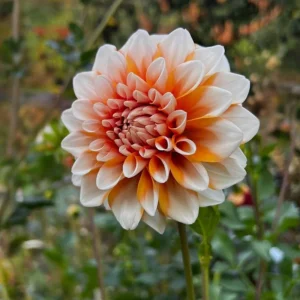 Tangerine Dream Dahlia Seeds - 40 Count - Pollinator Friendly, Heirloom Flower Seeds - Image 14
