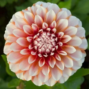 Tangerine Dream Dahlia Seeds - 40 Count - Pollinator Friendly, Heirloom Flower Seeds - Image 15