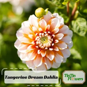 Tangerine Dream Dahlia Seeds - 40 Count - Pollinator Friendly, Heirloom Flower Seeds - Image 2