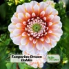 Tangerine Dream Dahlia Seeds - 40 Count - Pollinator Friendly, Heirloom Flower Seeds - Image 1