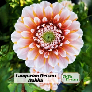 Tangerine Dream Dahlia Seeds - 40 Count - Pollinator Friendly, Heirloom Flower Seeds - Image 1