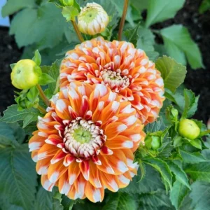 Tangerine Dream Dahlia Seeds - 40 Count - Pollinator Friendly, Heirloom Flower Seeds - Image 3