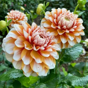 Tangerine Dream Dahlia Seeds - 40 Count - Pollinator Friendly, Heirloom Flower Seeds - Image 4
