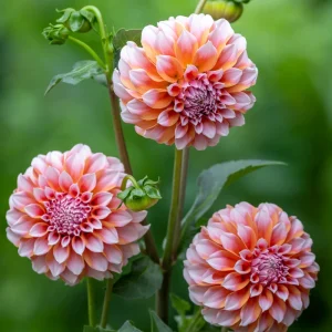 Tangerine Dream Dahlia Seeds - 40 Count - Pollinator Friendly, Heirloom Flower Seeds - Image 5