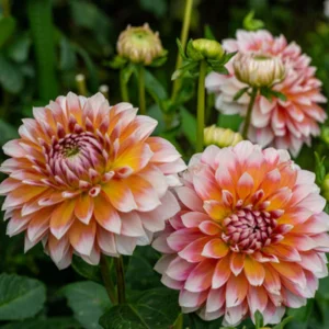 Tangerine Dream Dahlia Seeds - 40 Count - Pollinator Friendly, Heirloom Flower Seeds - Image 6