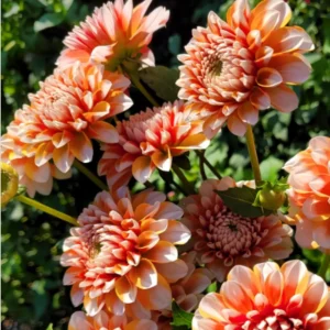 Tangerine Dream Dahlia Seeds - 40 Count - Pollinator Friendly, Heirloom Flower Seeds - Image 7
