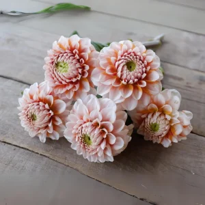 Tangerine Dream Dahlia Seeds - 40 Count - Pollinator Friendly, Heirloom Flower Seeds - Image 8