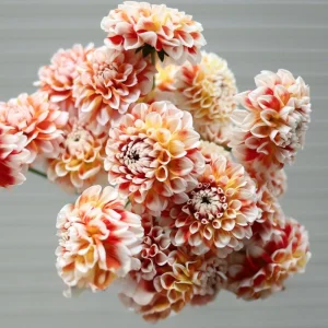 Tangerine Dream Dahlia Seeds - 40 Count - Pollinator Friendly, Heirloom Flower Seeds - Image 9