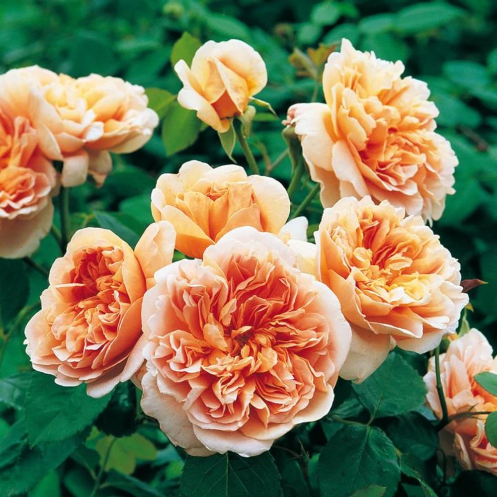 Tea Clipper Rose Seeds - 30 Seeds - Apricot Orange Fragrant Shrub Rose - Image 10