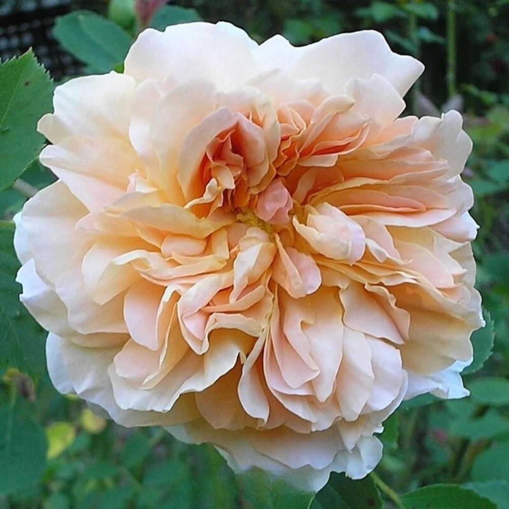 Tea Clipper Rose Seeds - 30 Seeds - Apricot Orange Fragrant Shrub Rose - Image 11