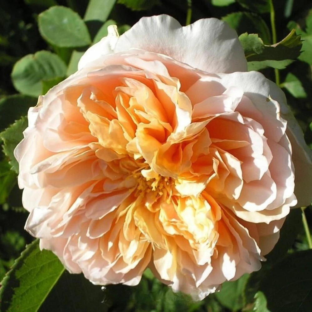 Tea Clipper Rose Seeds - 30 Seeds - Apricot Orange Fragrant Shrub Rose - Image 12