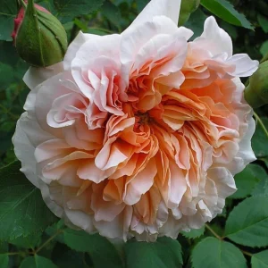 Tea Clipper Rose Seeds - 30 Seeds - Apricot Orange Fragrant Shrub Rose - Image 2