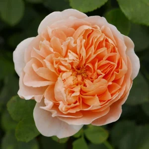 Tea Clipper Rose Seeds - 30 Seeds - Apricot Orange Fragrant Shrub Rose - Image 3