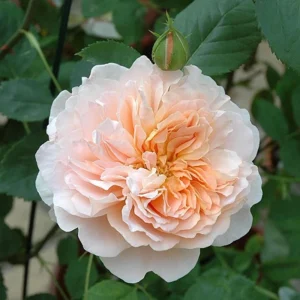 Tea Clipper Rose Seeds - 30 Seeds - Apricot Orange Fragrant Shrub Rose - Image 4