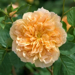 Tea Clipper Rose Seeds - 30 Seeds - Apricot Orange Fragrant Shrub Rose - Image 5