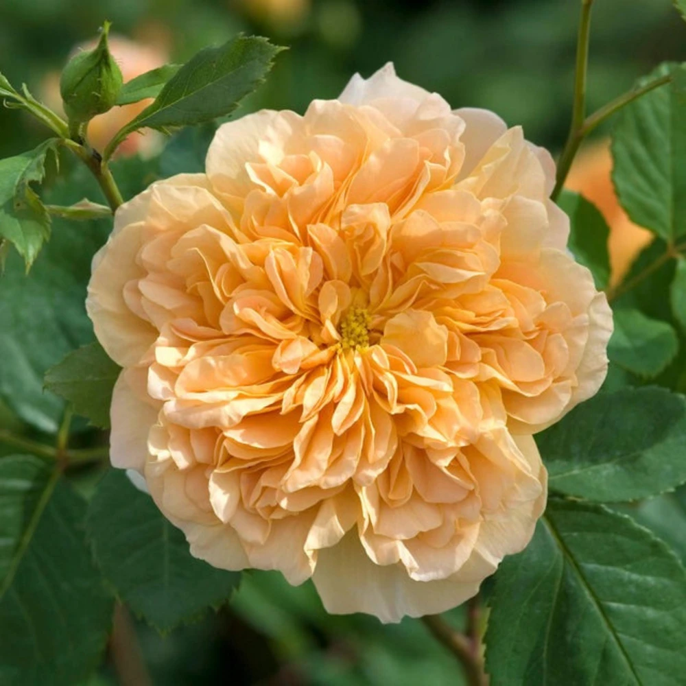 Tea Clipper Rose Seeds - 30 Seeds - Apricot Orange Fragrant Shrub Rose - Image 5