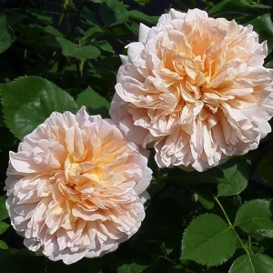 Tea Clipper Rose Seeds - 30 Seeds - Apricot Orange Fragrant Shrub Rose - Image 6