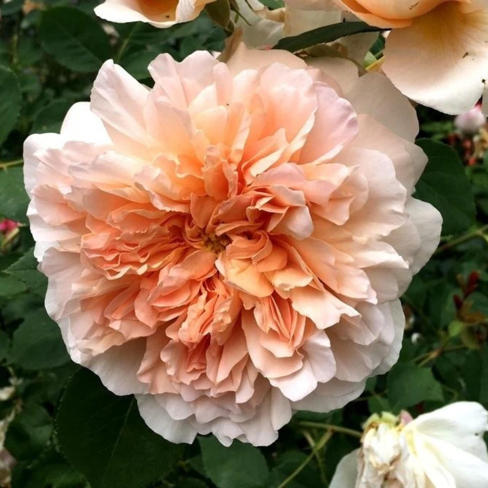 Tea Clipper Rose Seeds - 30 Seeds - Apricot Orange Fragrant Shrub Rose - Image 7