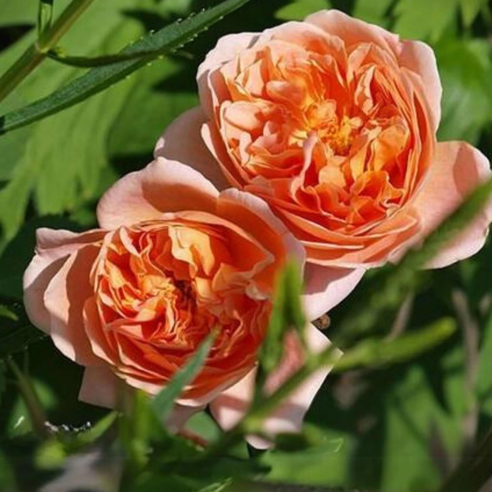 Tea Clipper Rose Seeds - 30 Seeds - Apricot Orange Fragrant Shrub Rose - Image 8