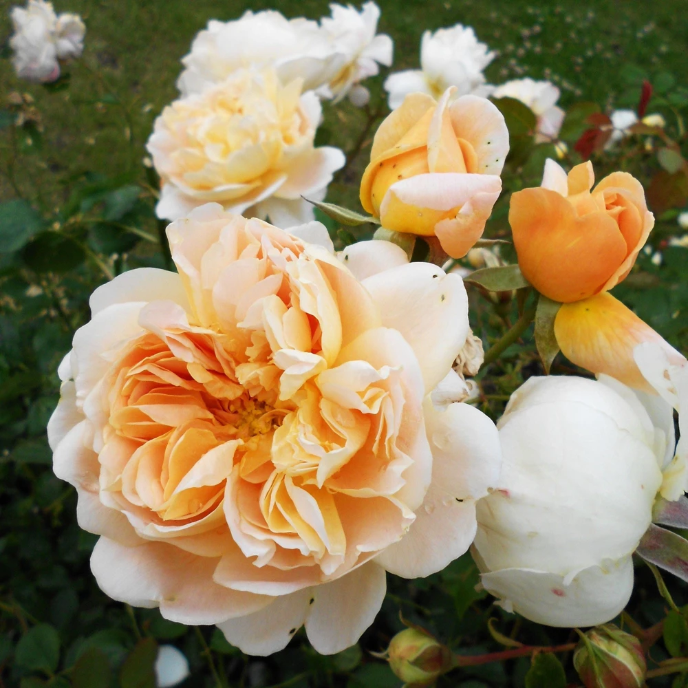 Tea Clipper Rose Seeds - 30 Seeds - Apricot Orange Fragrant Shrub Rose - Image 9