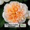 Tea Clipper Rose Seeds - 30 Seeds - Apricot Orange Fragrant Shrub Rose - Image 1