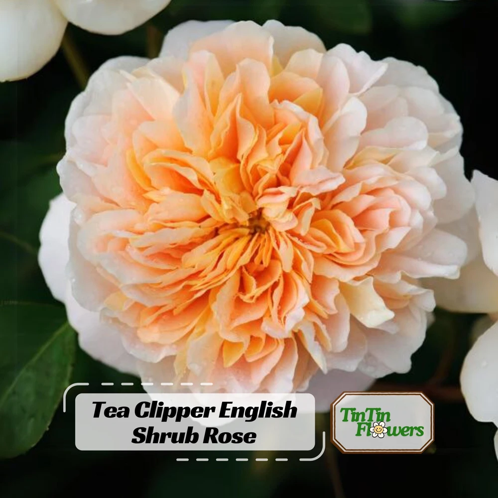 Tea Clipper Rose Seeds - 30 Seeds - Apricot Orange Fragrant Shrub Rose - Image 1