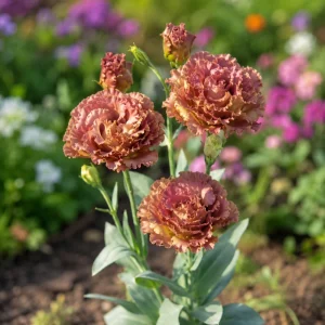 Terracotta Lisianthus Seeds - Eustoma grandiflorum - 20 Seeds - Double Rose-Like Blooms - Image 4