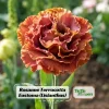 Terracotta Lisianthus Seeds - Eustoma grandiflorum - 20 Seeds - Double Rose-Like Blooms - Image 1