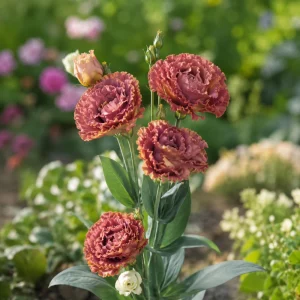 Terracotta Lisianthus Seeds - Eustoma grandiflorum - 20 Seeds - Double Rose-Like Blooms - Image 6