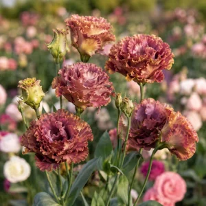 Terracotta Lisianthus Seeds - Eustoma grandiflorum - 20 Seeds - Double Rose-Like Blooms - Image 7